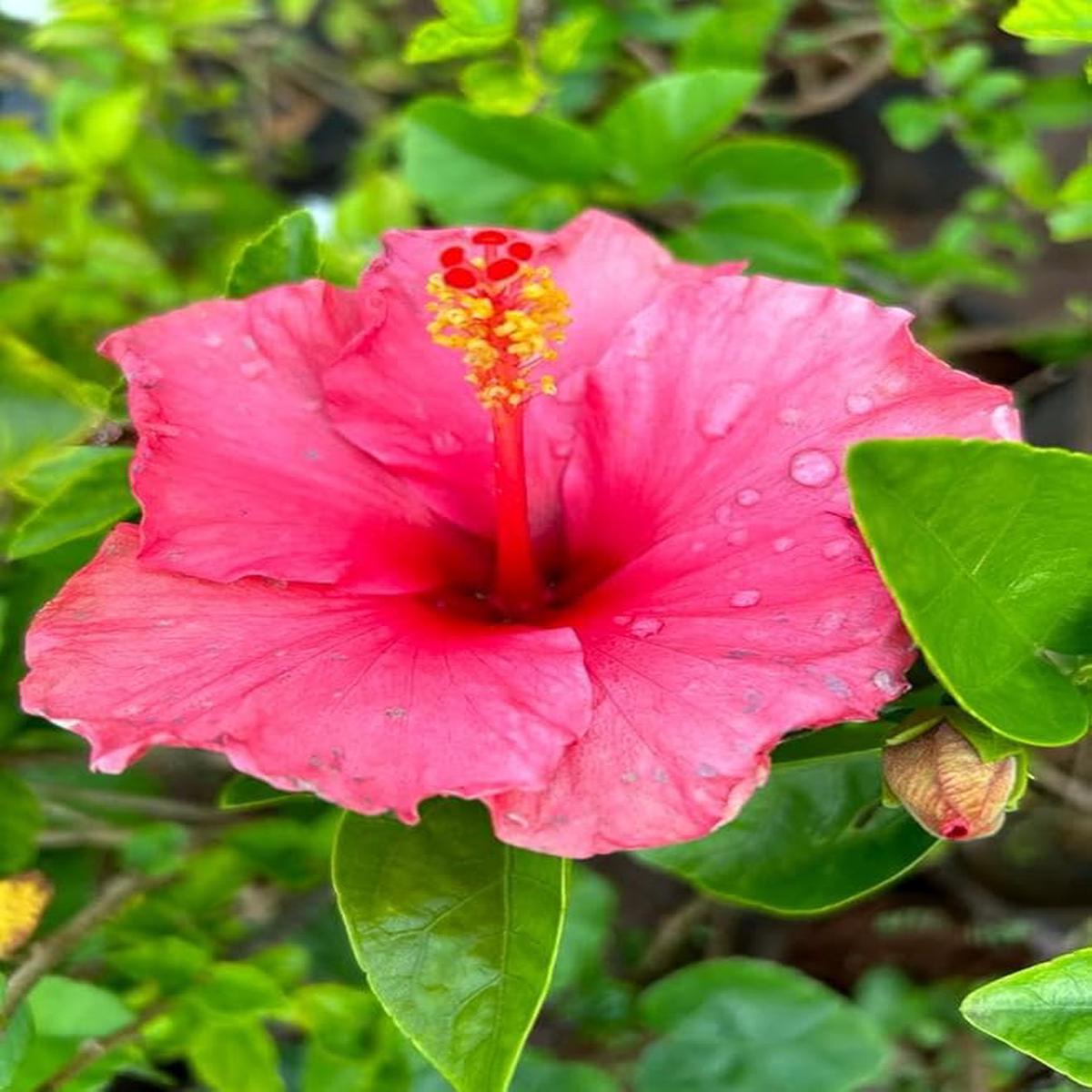 Hibiscus Flower seeds for Planting Perfect for Borders Heirloom & GMO Free Seeds for Home Garden