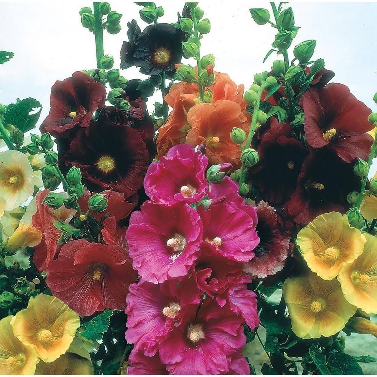 Hollyhock Giant Danish Mix Flower Seeds for Planting Heirloom, Non-GMO, Annual, Pollinator-Friendly