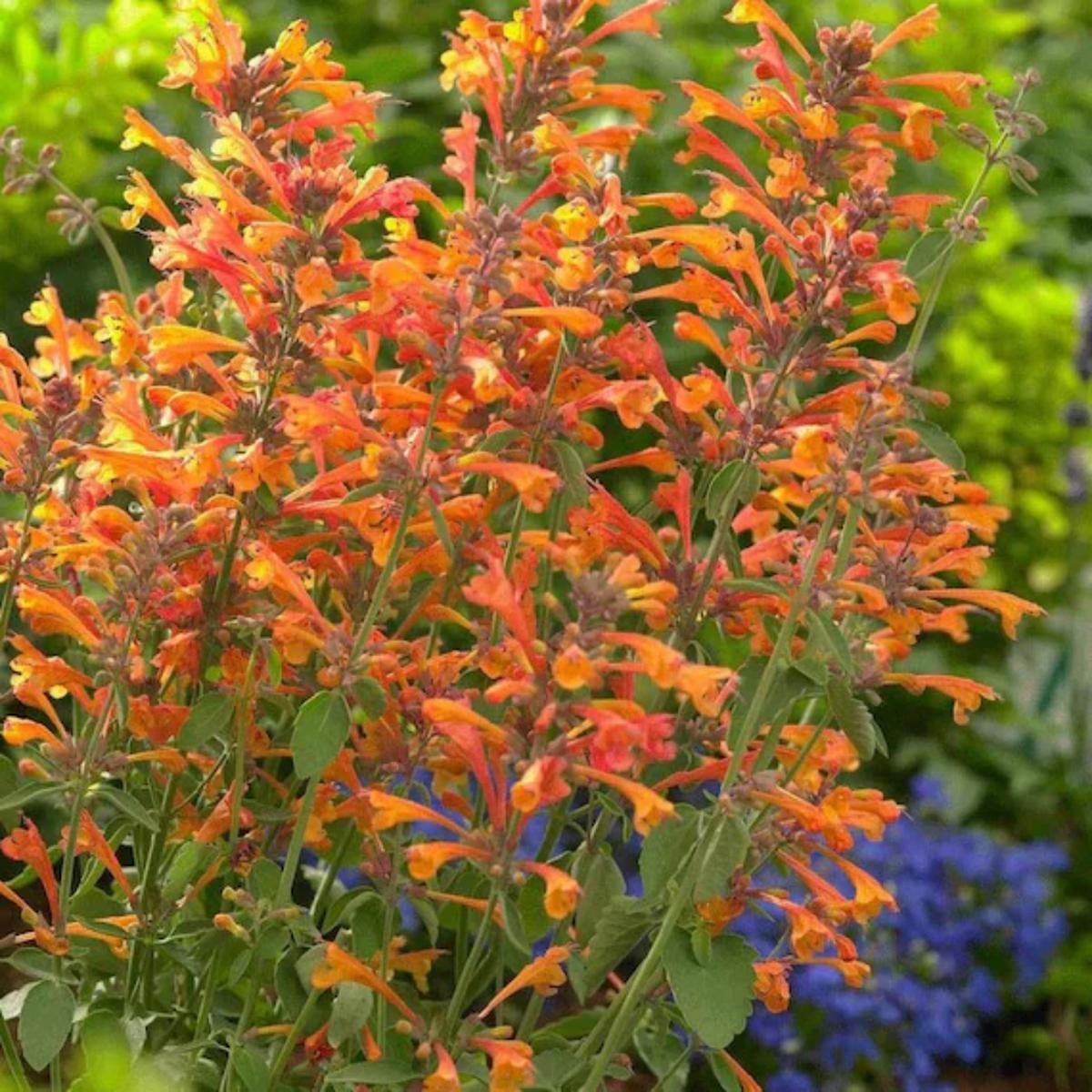 Hummingbird Mint (Agastache spp.) Flower Seeds for Planting Heirloom, Non-GMO, Perennial, Pollinator-Friendly