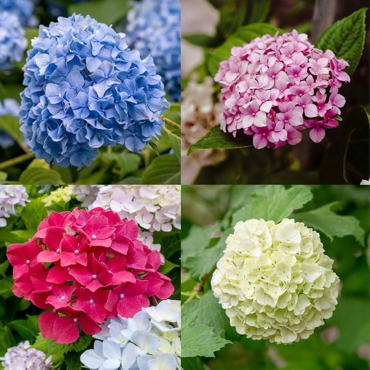 Hydrangea Flower seeds for Planting Compact Growth Heirloom & GMO Free Seeds for Home Garden