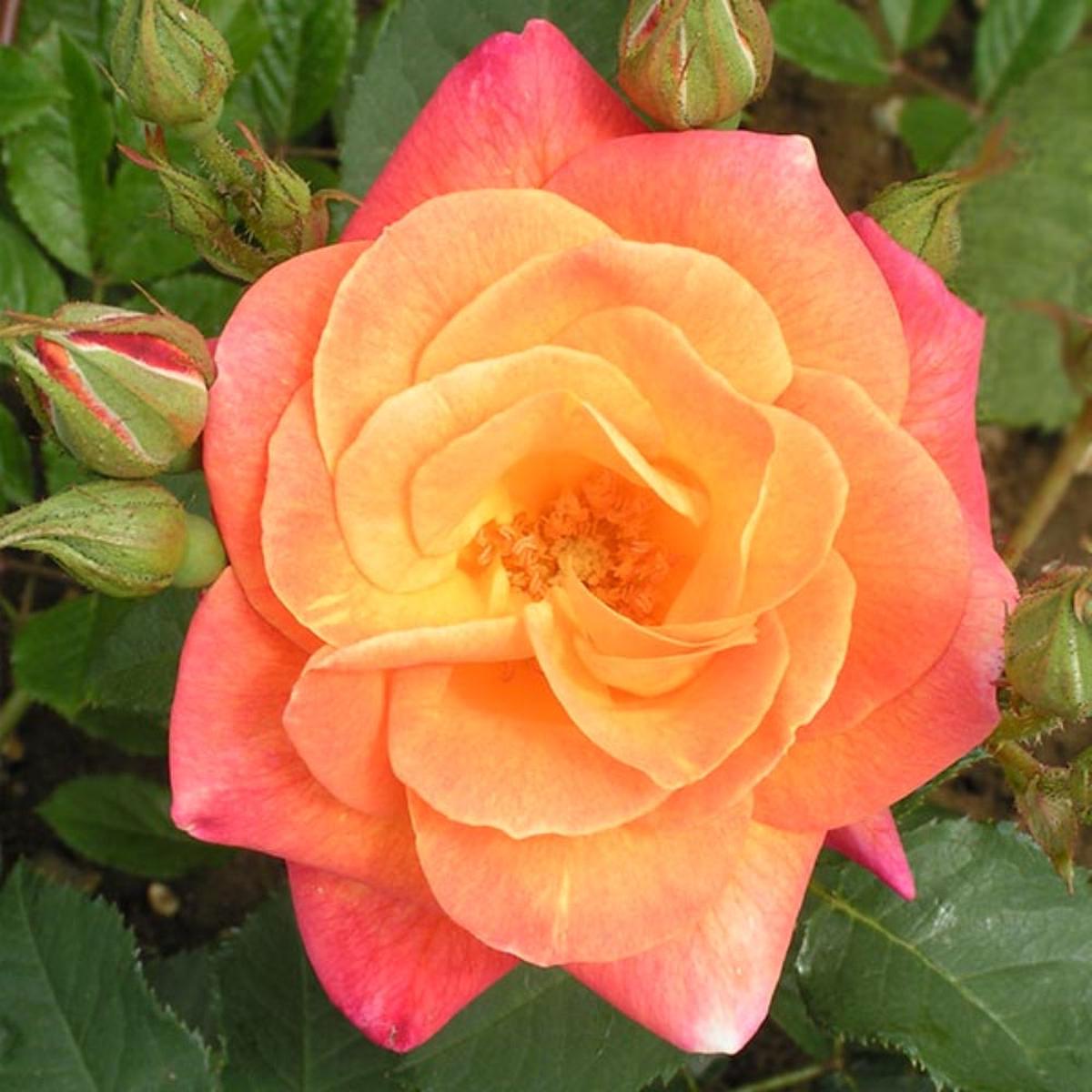 Joseph’s Coat Climbing Rose (Rosa sp.) Seeds for Planting  Heirloom, Non-GMO, Perennial, Climbing Variety