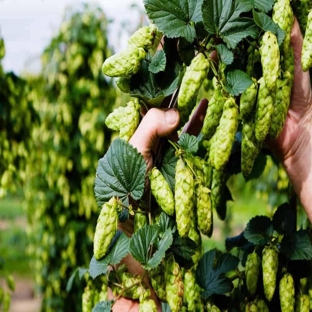 Khaki Green Humulus Lupulus Flower Seeds for Planting  Heirloom Non-GMO Organic Garden Seeds