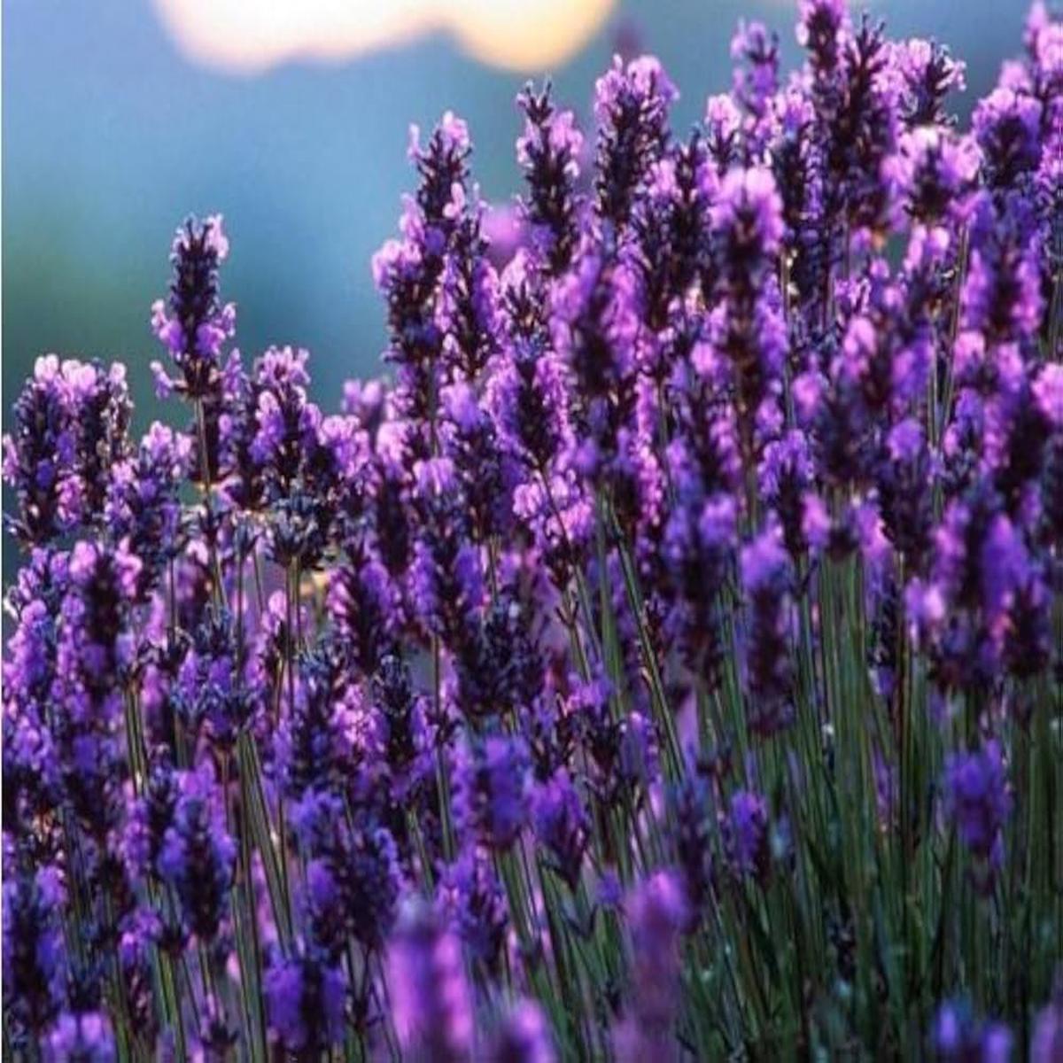 Lavender Lavandula Dentata French Provence Flower Seeds for Planting