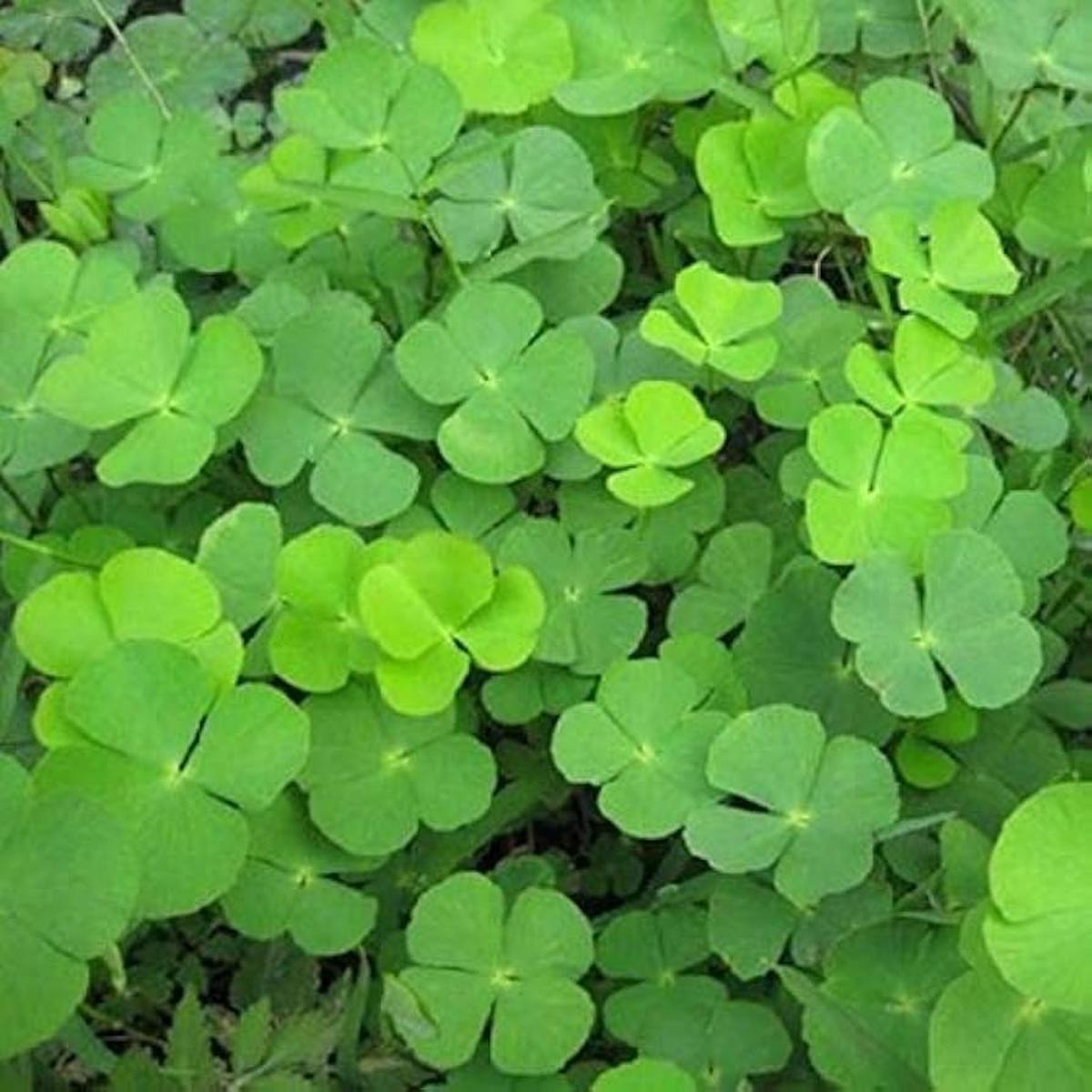 Light Green Clover Plant Seeds for Planting – 100