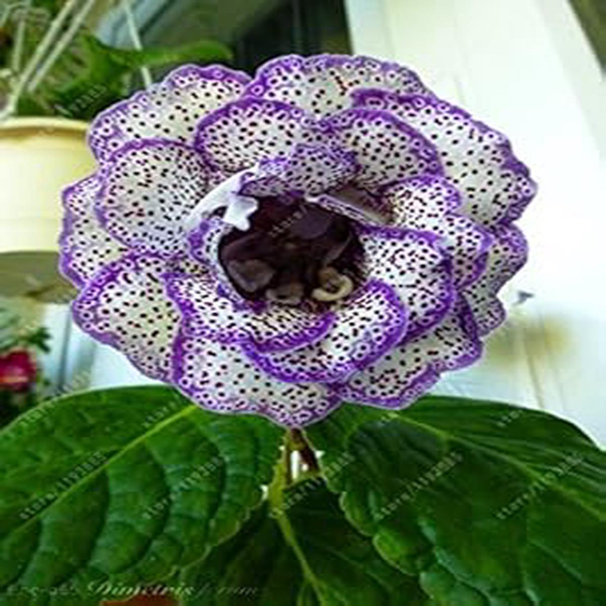 Light Green Phalaenopsis Orchid Flower Seeds for Planting Cut Flower Favorite Heirloom & GMO Free Seeds for Home Garden Sale