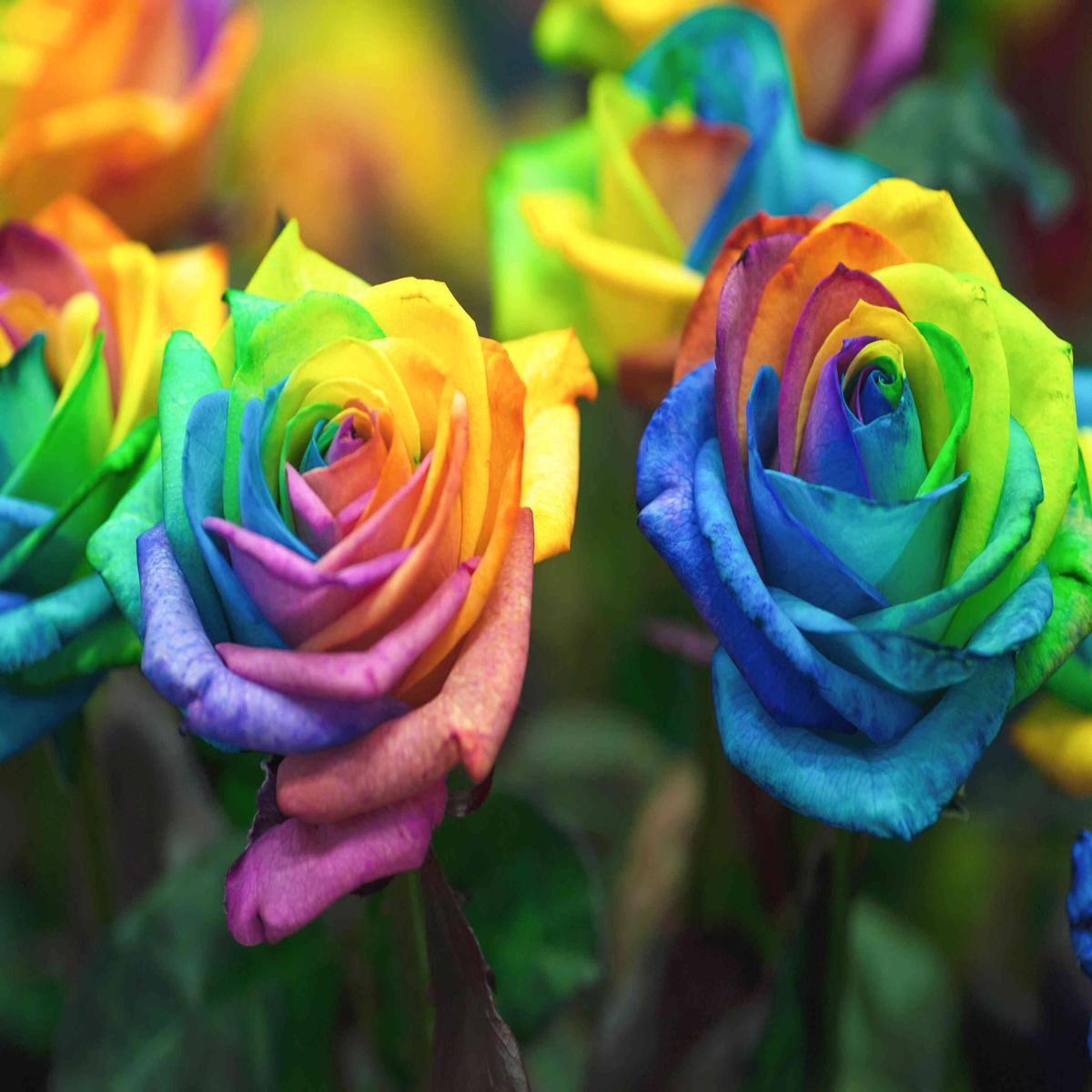 Light Lavender Rainbow Potted Rose Flower Seeds Heirloom, Non-GMO, High Germination Seeds for Planting