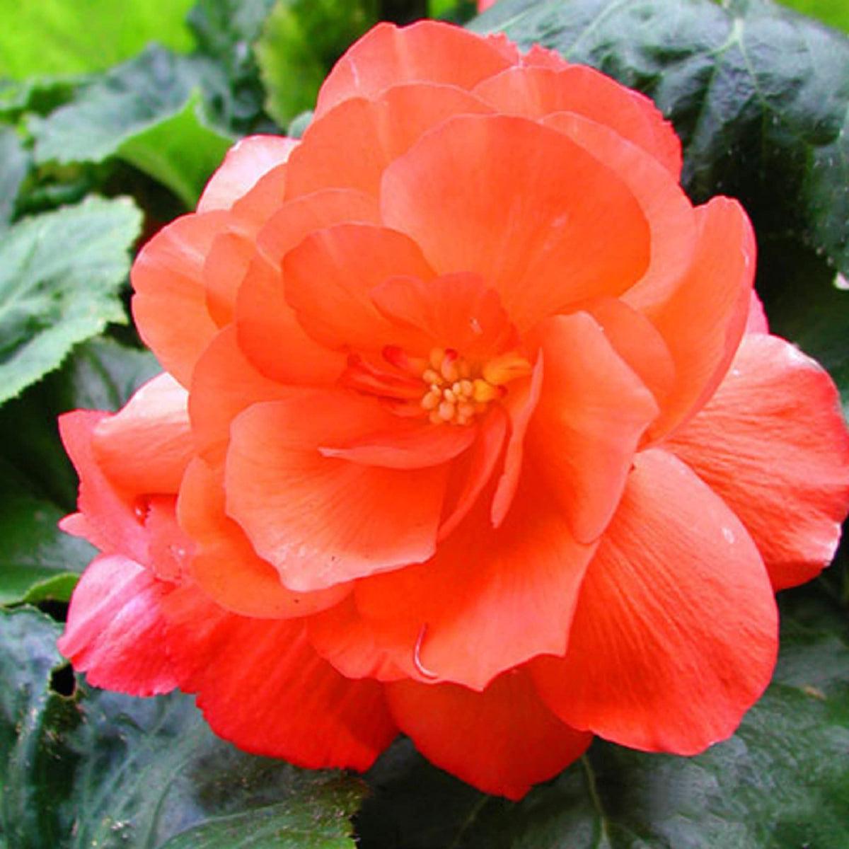 Light Orange Camellia Flower seeds for Planting - Seasonal Bloomer, Heirloom & GMO Free Seeds for Home Garden
