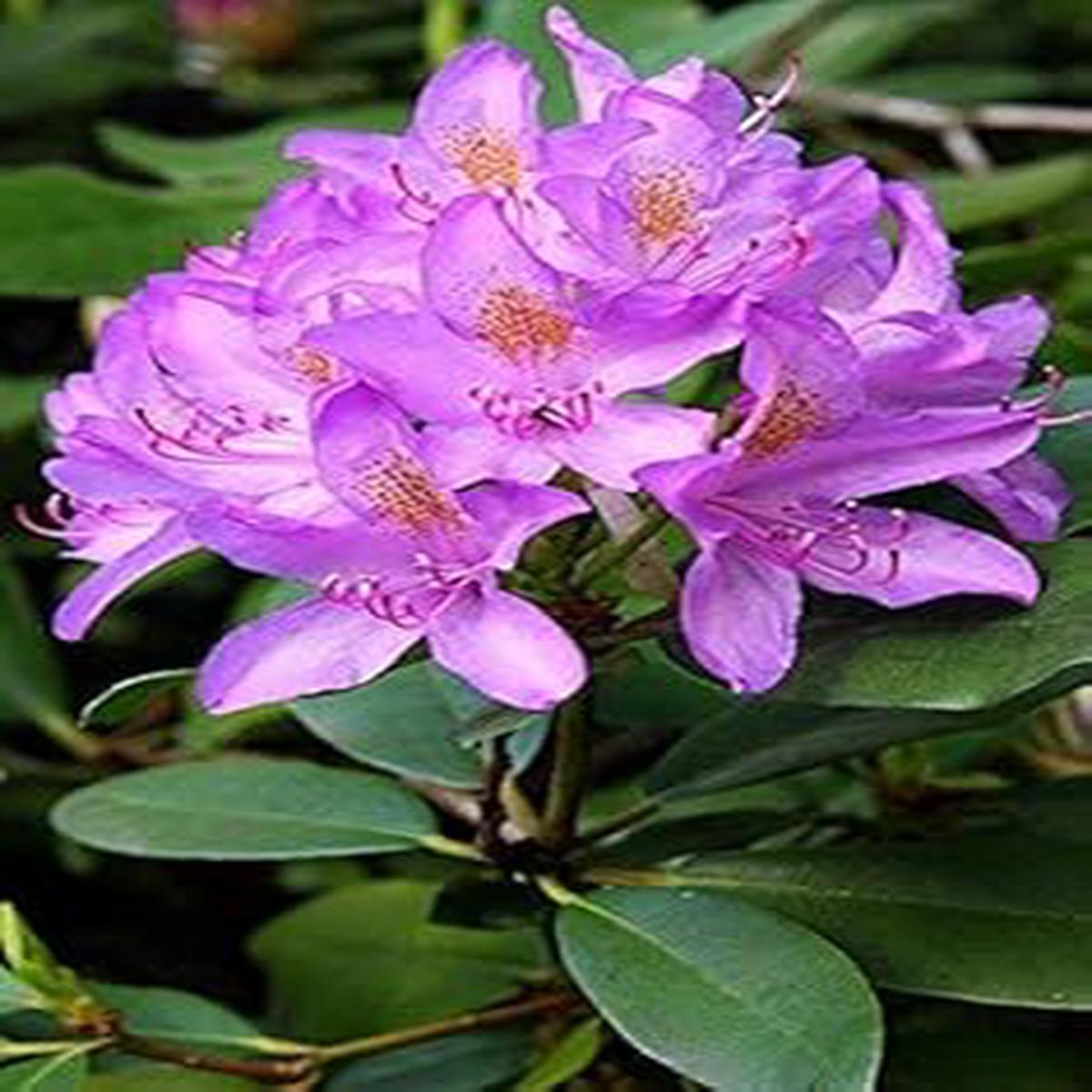 Light Purple Brown Rhododendron Seeds for Planting  Heirloom, Non-GMO, Organic Garden Seeds with High Germination