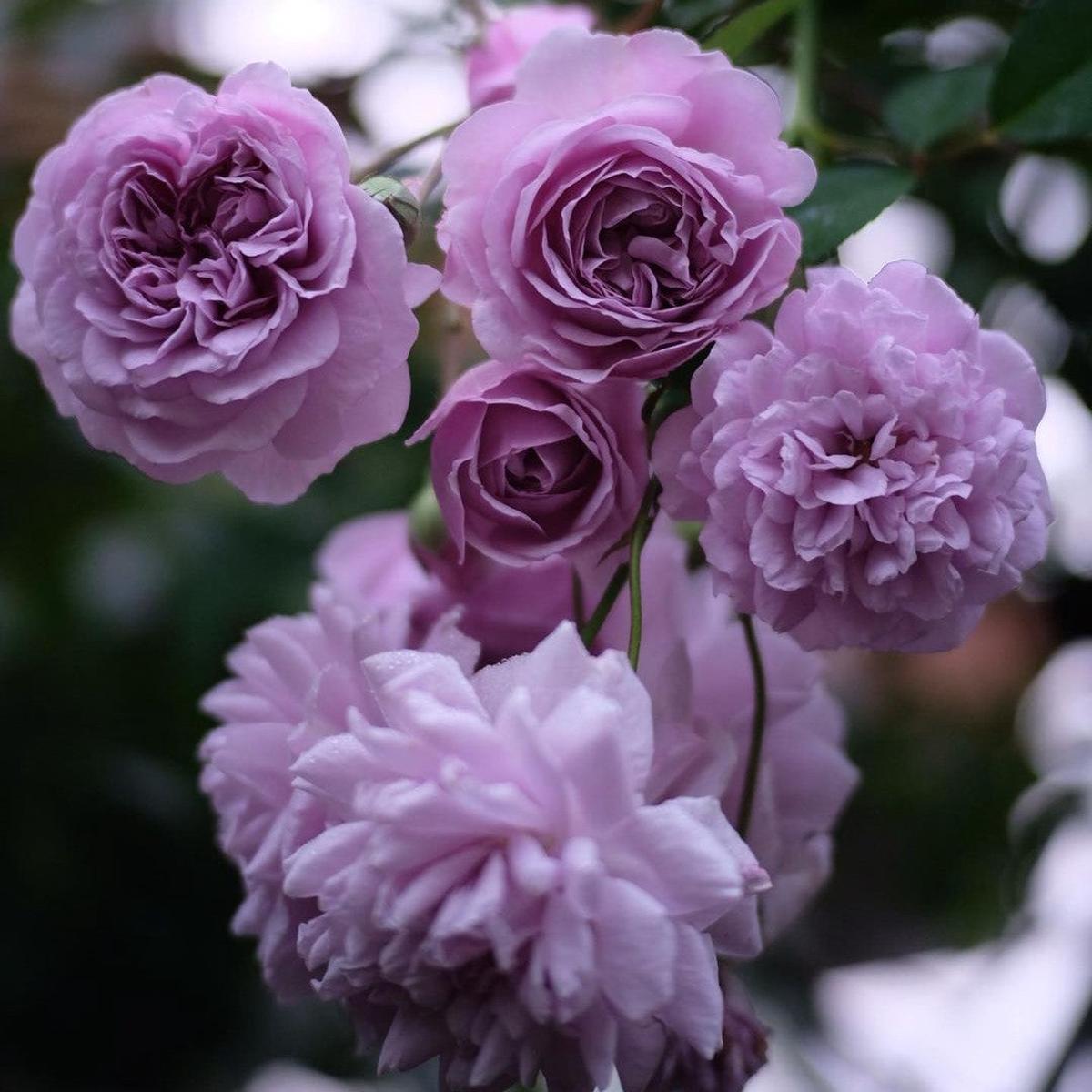 Light Purple Climbing Rose Flower Seeds for Planting  Bright Blooms, Heirloom, Non-GMO, High Germination Organic Garden Seeds