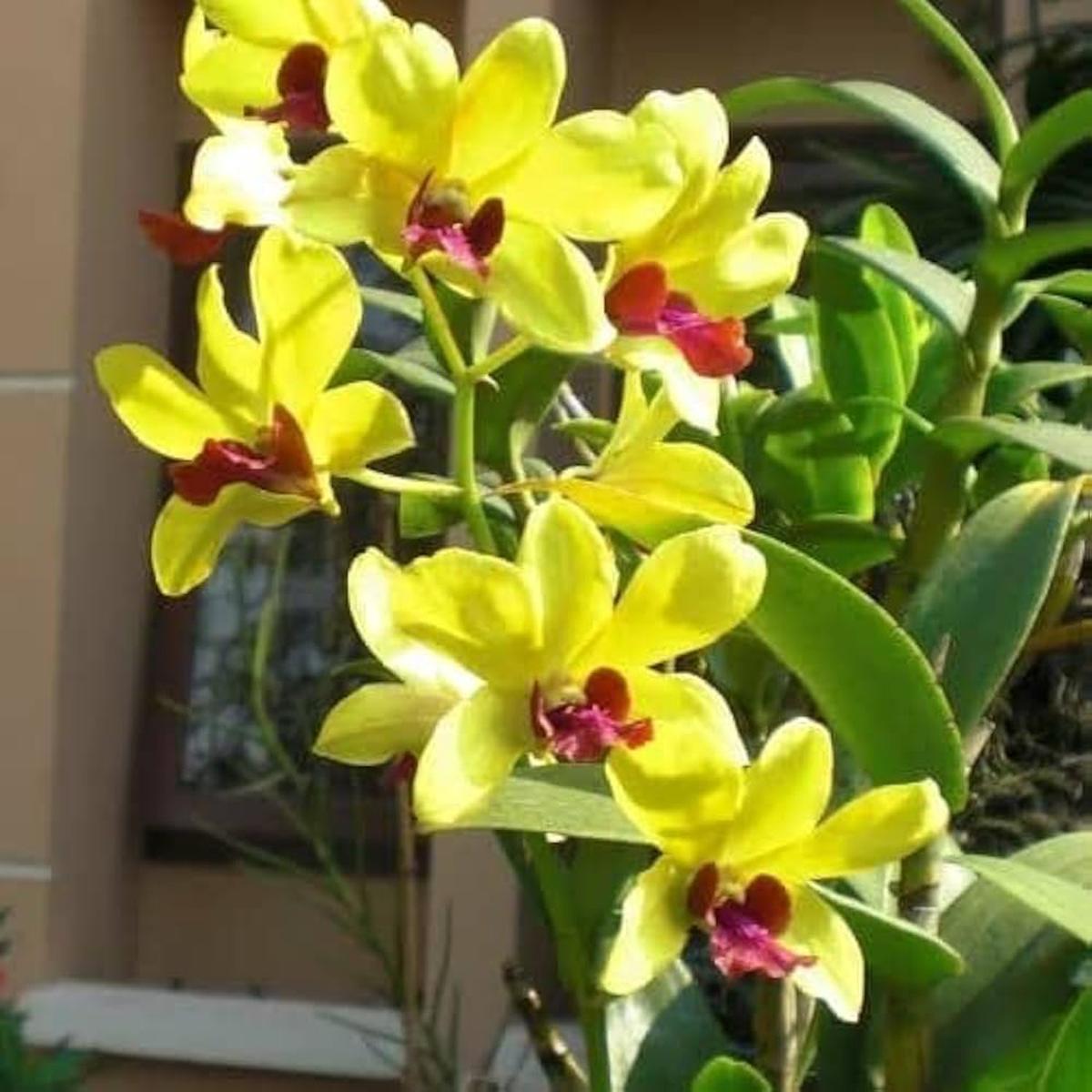 Light Yellow Dendrobium Flower Seeds for Planting Exotic Orchid Blooms