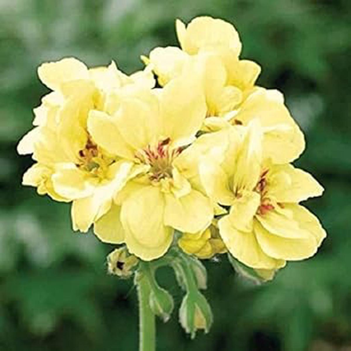 Light Yellow Geraniums Flower seeds for Planting – Compact Growth, Heirloom & GMO Free Seeds for Home Garden
