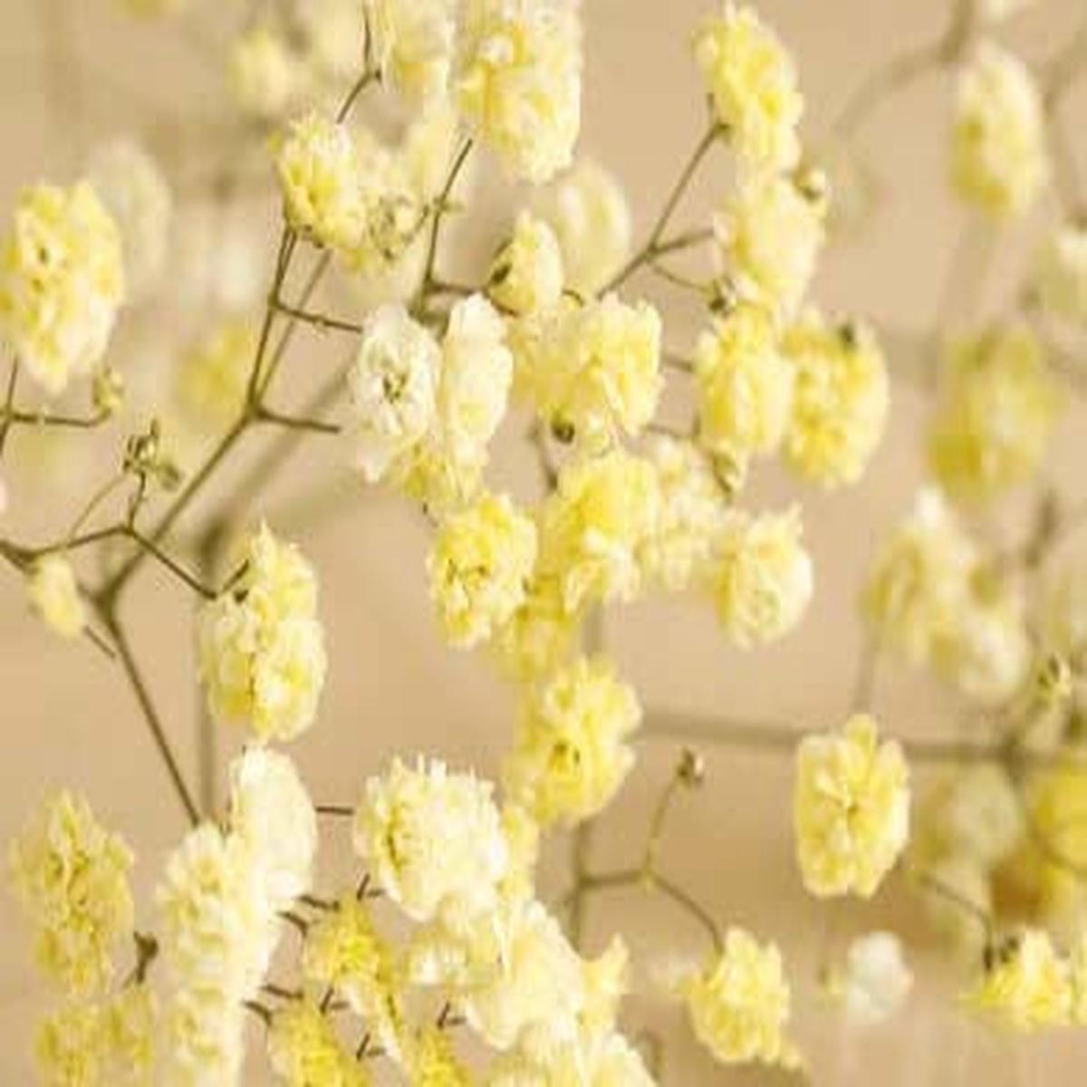 Light Yellow Gypsophila Paniculata Seeds for Planting Heirloom, Non-GMO, High Germination Organic Garden Seeds