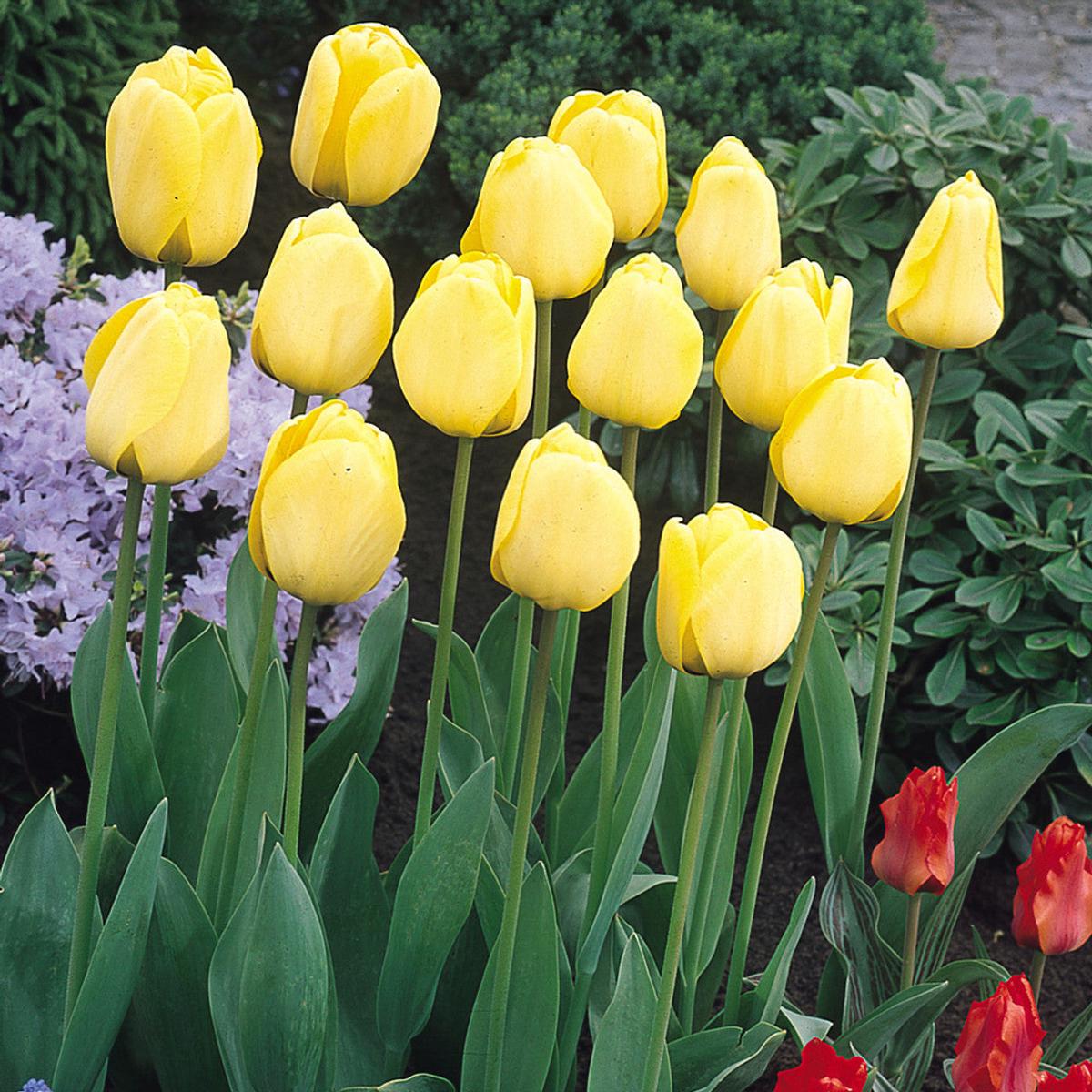 Light Yellow Tulip Flower Seeds  Heirloom, Non-GMO, High Germination Organic Garden Seeds for Planting