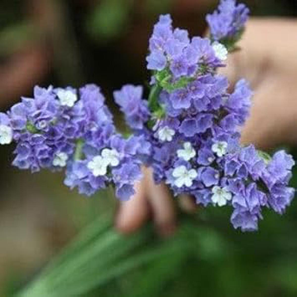Limonium Flower seeds for Planting Cut Flower Favorite Heirloom & GMO Free Seeds for Home Garden