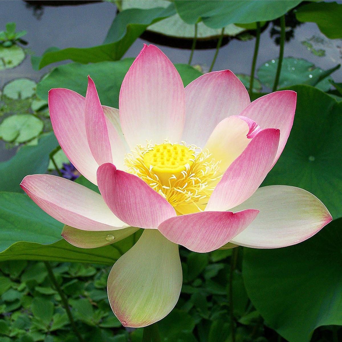 Lotus Perennial Flower Seeds for Planting Heirloom, Non-GMO, Water-Resistant