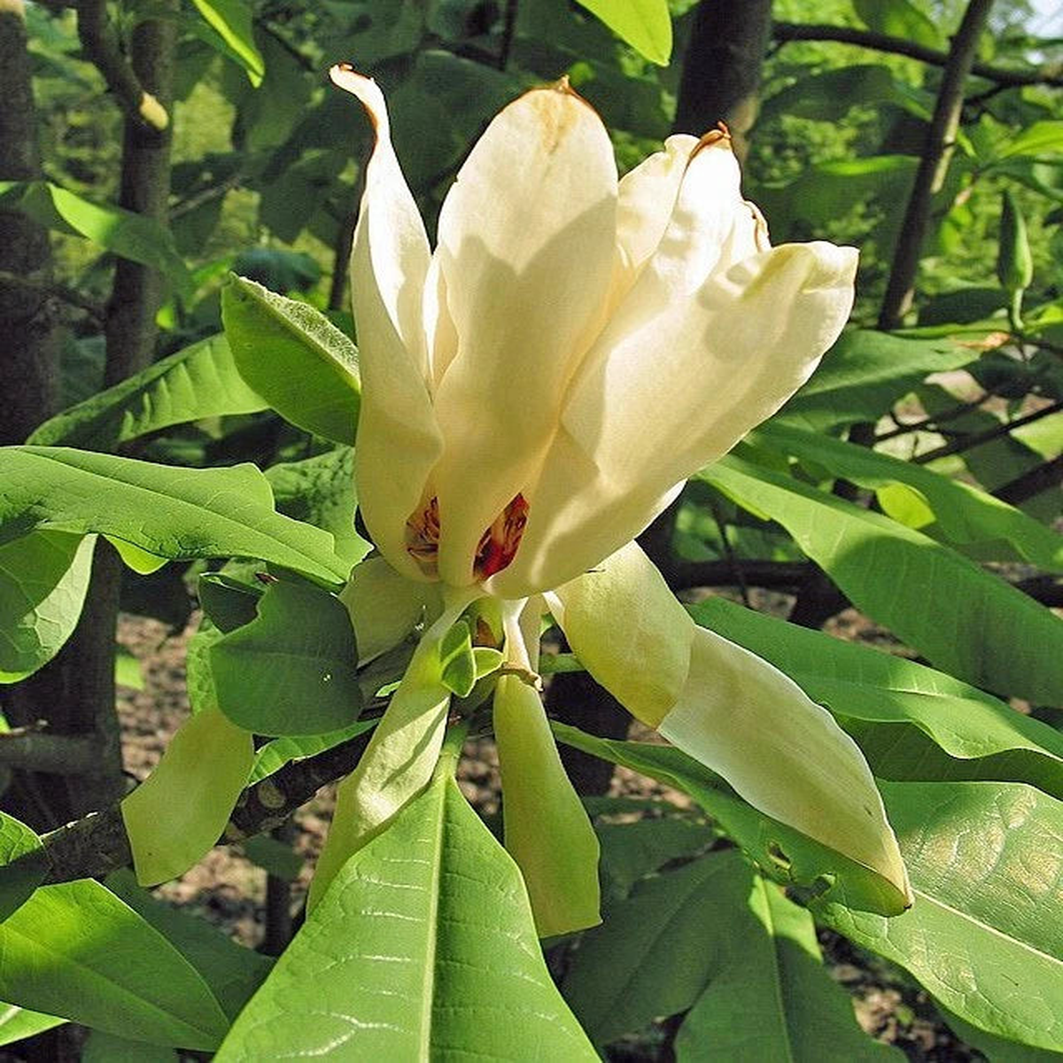 Magnolia tripetala Umbrella Magnolia Seeds  Heirloom, Non-GMO, High Germination Organic Garden Seeds
