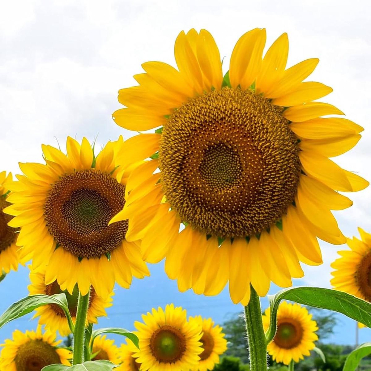 Mammoth Sunflower Seeds for Planting Helianthus annuus for flower beds and gardens