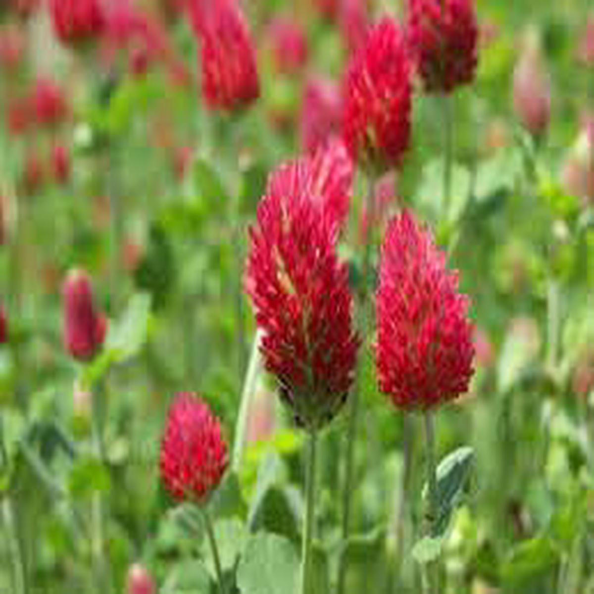 Manure Flower Seeds for Planting  Heirloom, Non-GMO, High Germination, Organic Garden Seeds