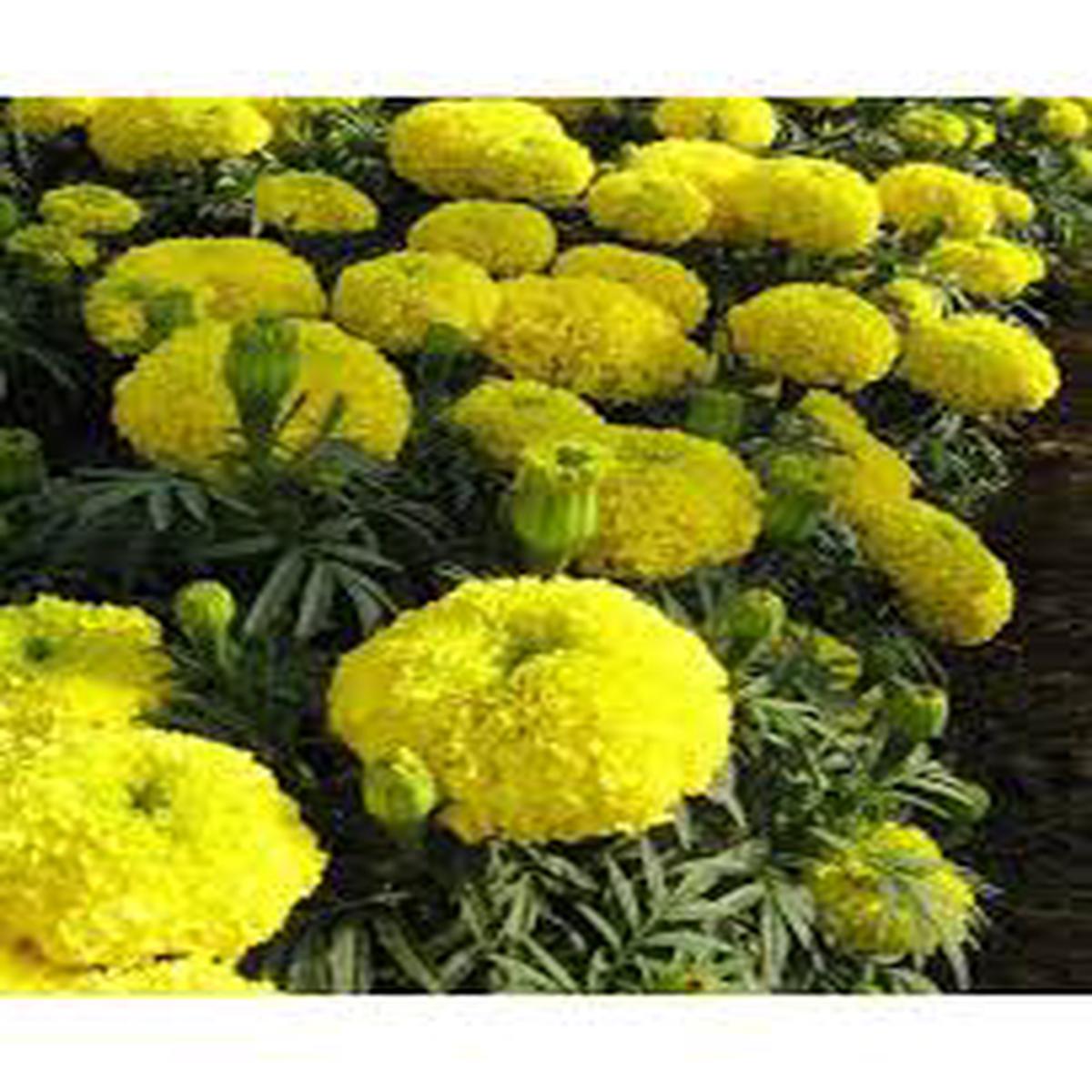 Marigold Yellow F2 Open Pollinated  Heirloom, Non-GMO, High Germination Organic Garden Seeds