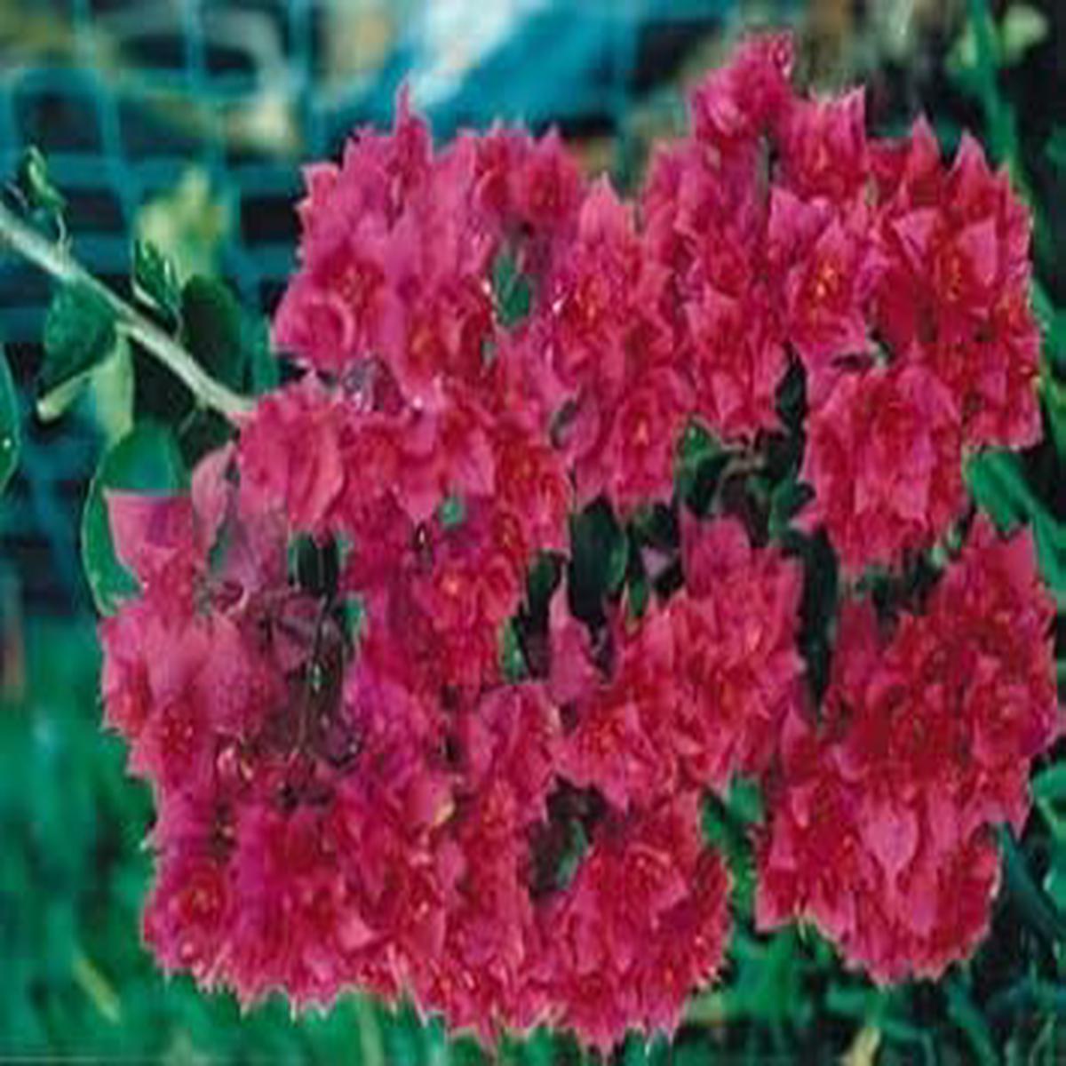 Maroon Bougainvillea Flower seeds for Planting - Shade Tolerant, Heirloom & GMO Free Seeds for Home Garden