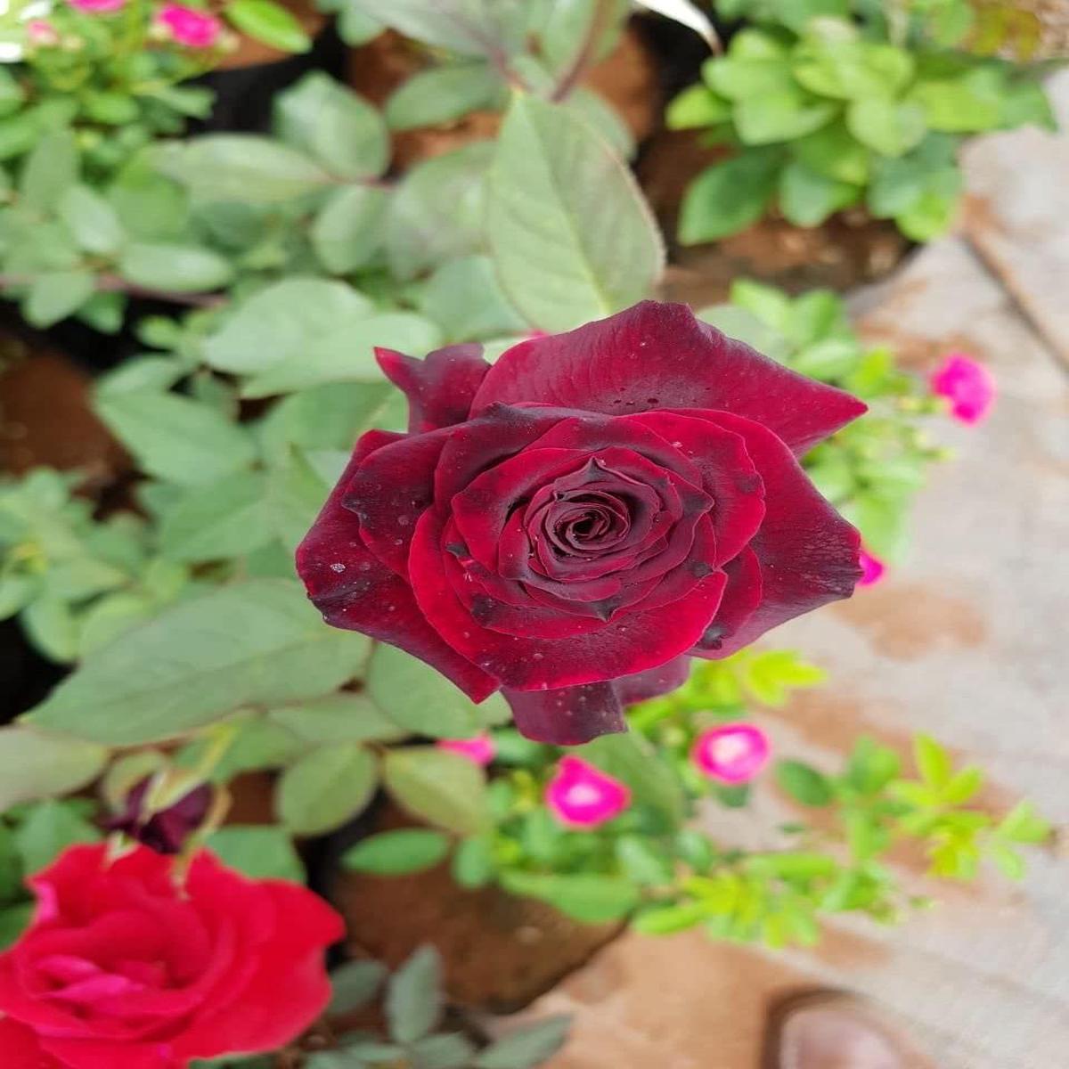 Maroon Rose Flower Seeds for Planting  Heirloom, Non-GMO, High Germination Organic Garden Seeds