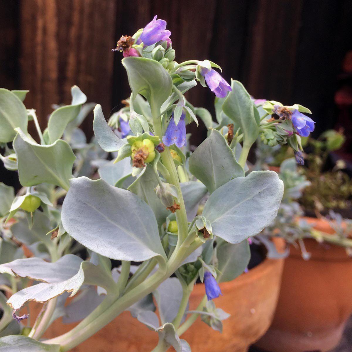 Mertensia Maritima Flower seeds for Planting Garden Favorite Heirloom & GMO Free Seeds for Home Garden Sale