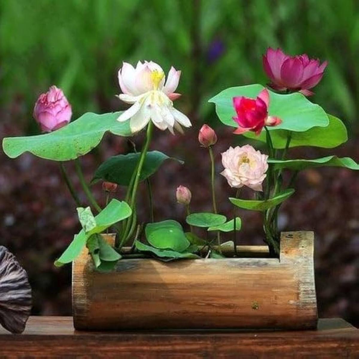 Mini Rainbow Bonsai Flower Seeds for Vibrant, Small Bonsai Flowers