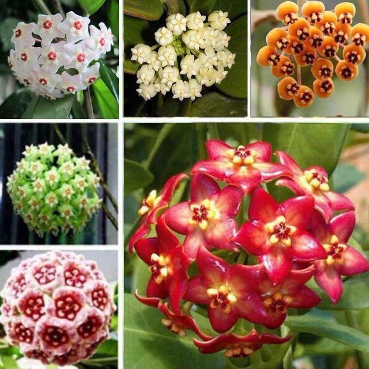 Mix Hoya Carnosa Ball Orchid Flower Seeds for Planting  Heirloom, Non-GMO, High Germination Organic Garden Seeds
