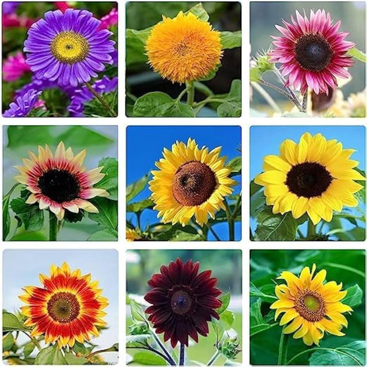 Mixed Blanket Sunflower Seeds for Planting – Vibrant Garden Blooms