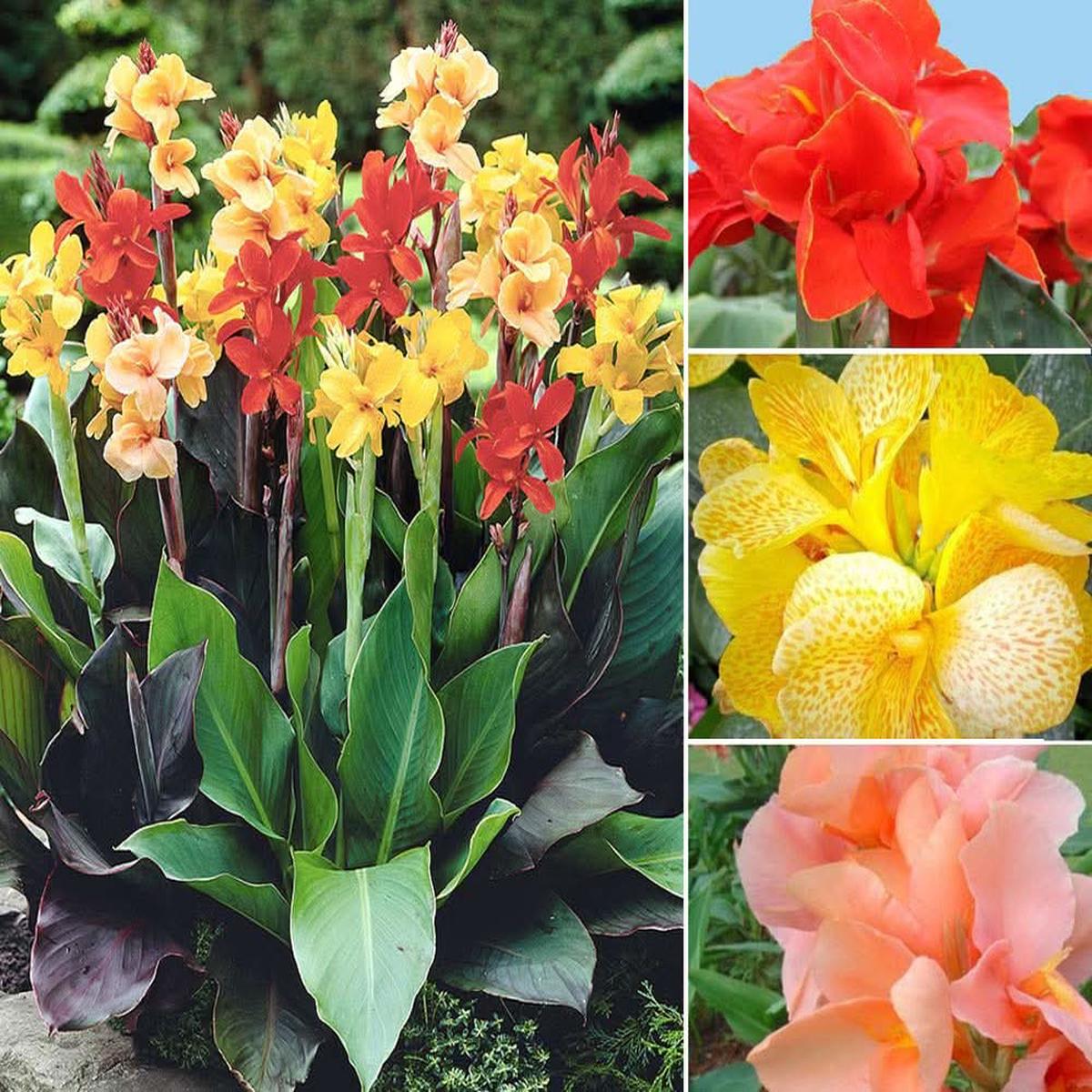 Mixed Cane Lily Bonsai Flower Seeds for Exotic Perennial Home Garden Growing
