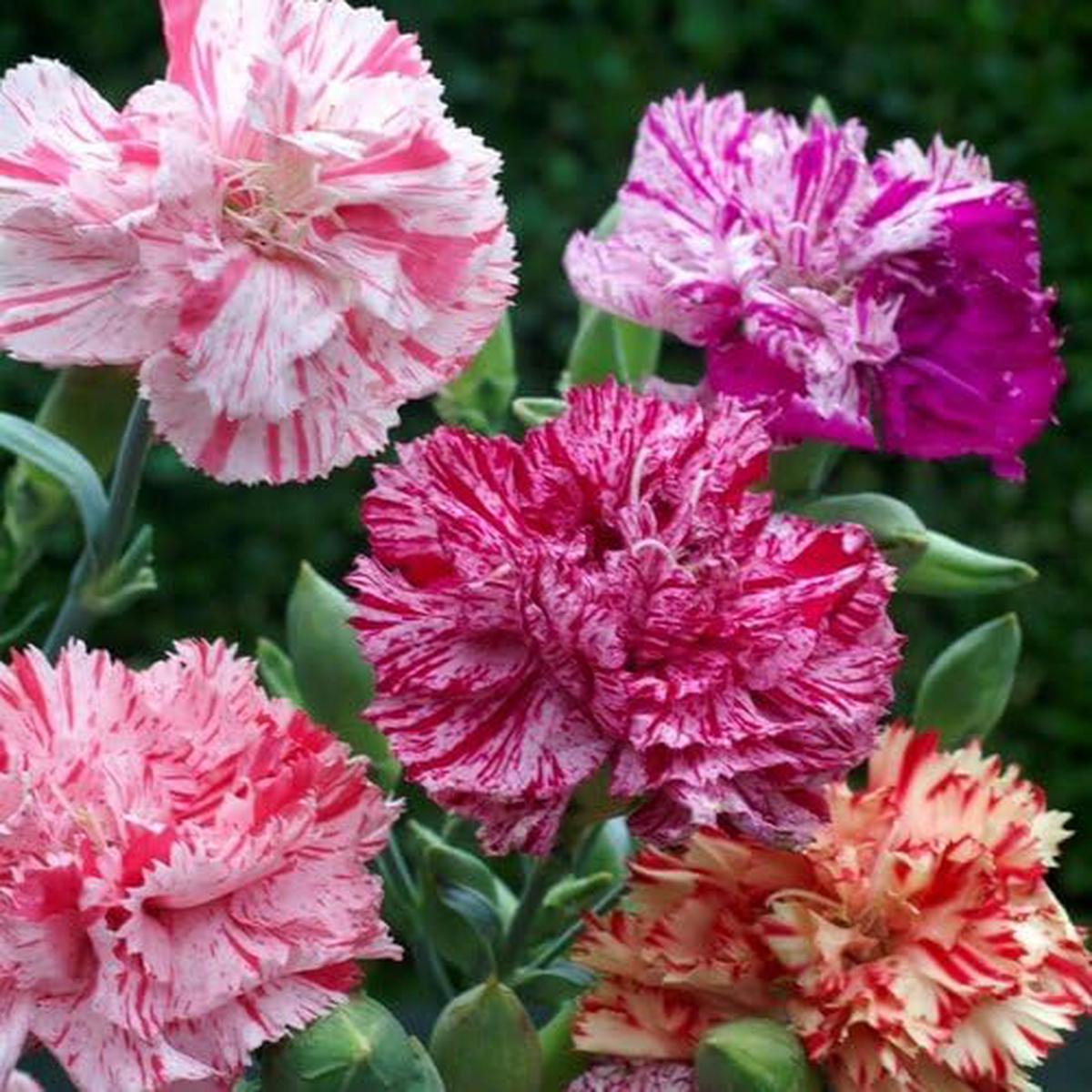 Mixed Carnation Flower – Heirloom, Non – Gmo Seeds