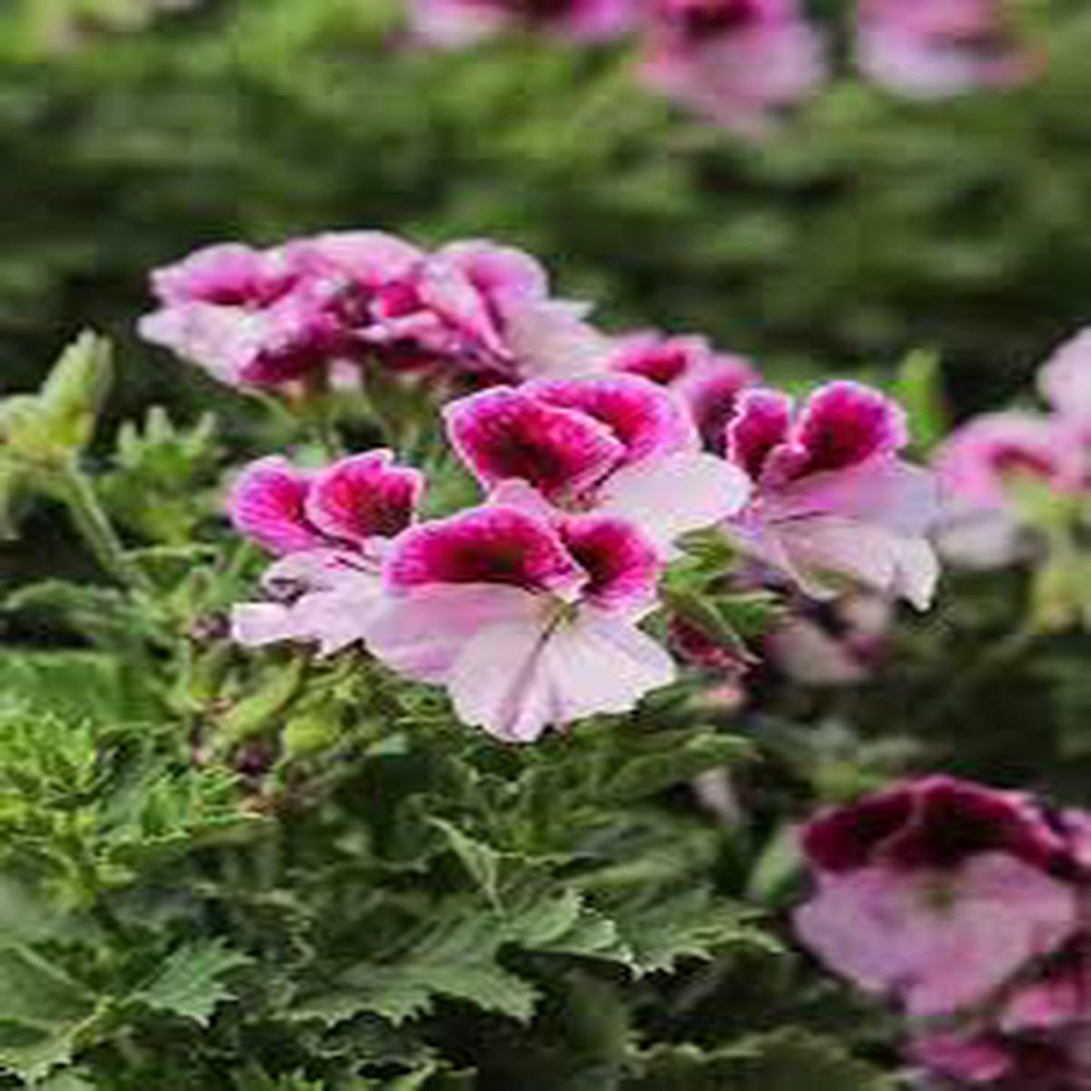 Mixed Color Pelargonium Flower Seeds for Planting Colorful Display, Heirloom, Non-GMO & High Germination Seeds