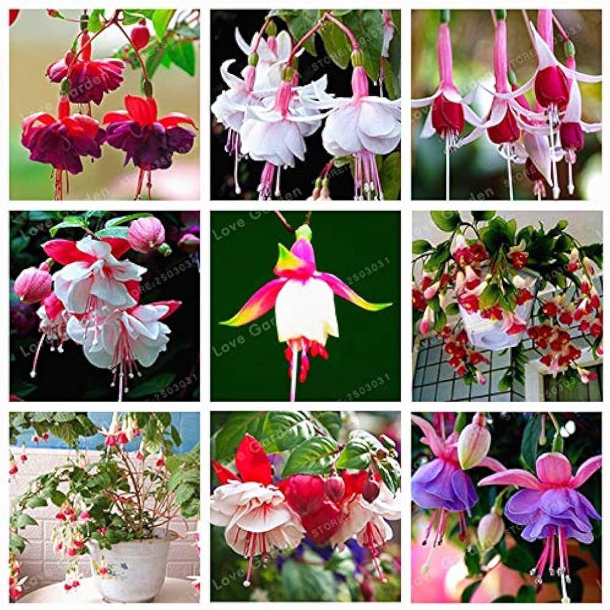 Mixed Double Petals Fuchsia Flower Seeds for Planting  Drought Tolerant Heirloom Non-GMO High Germination Seeds