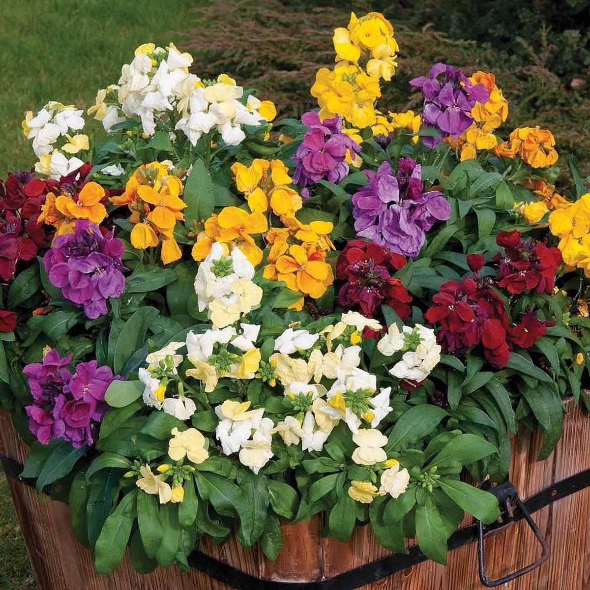 Mixed Erysimum Flower Seeds for Planting | Heirloom Non-GMO High Germination Organic Garden Seeds