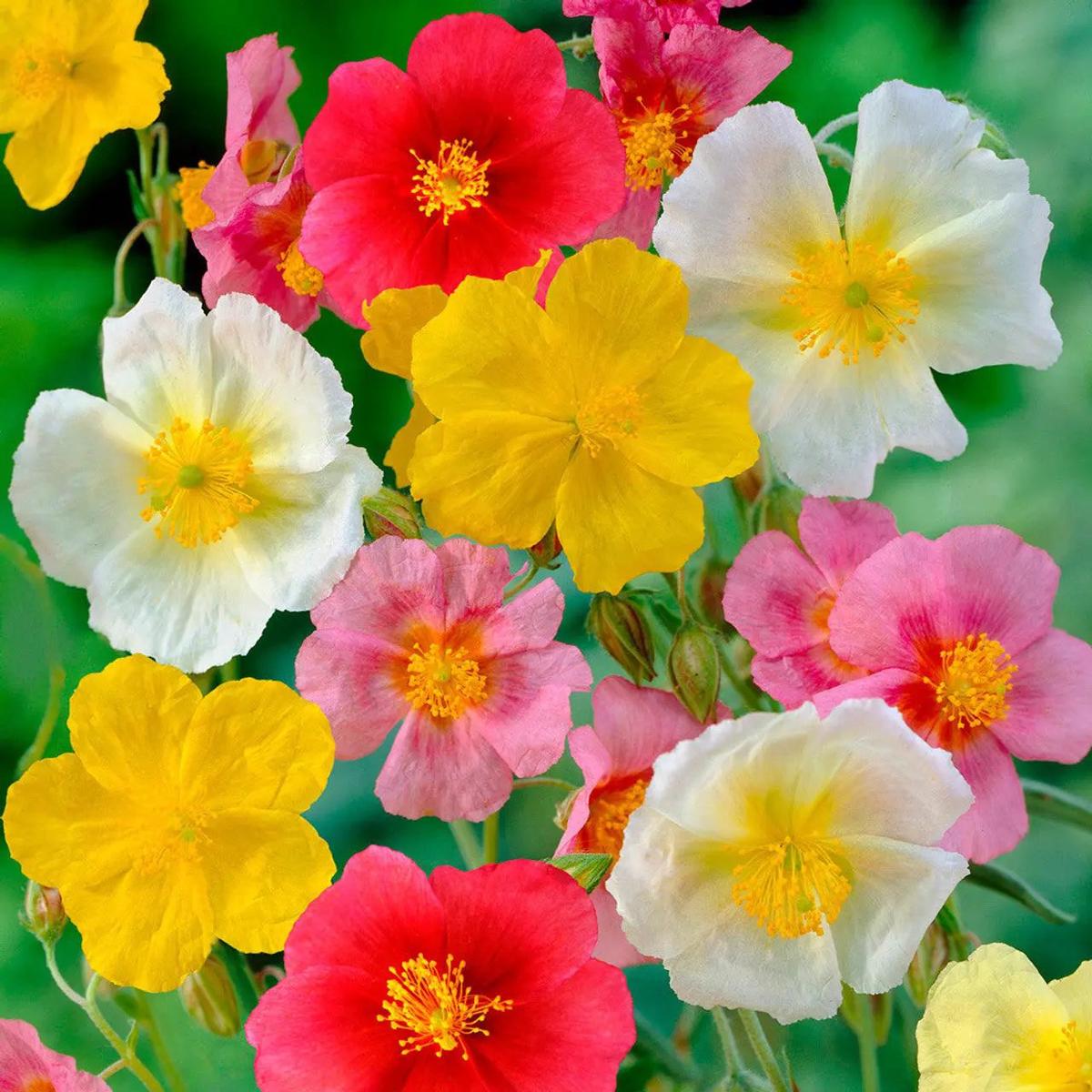 Mixed Helianthemum Rock Rose Plant Seeds for Planting Non-GMO Heirloom Garden Seeds