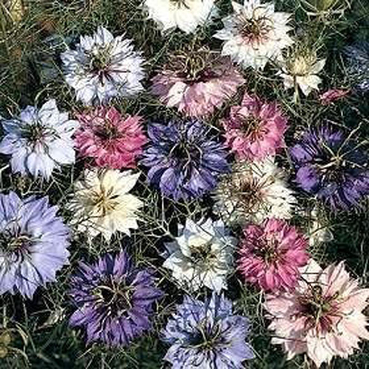 Mixed Nigella Damascena Flower Seeds  Organic Heirloom Non-GMO Love-in-a-Mist | High Germination Seeds