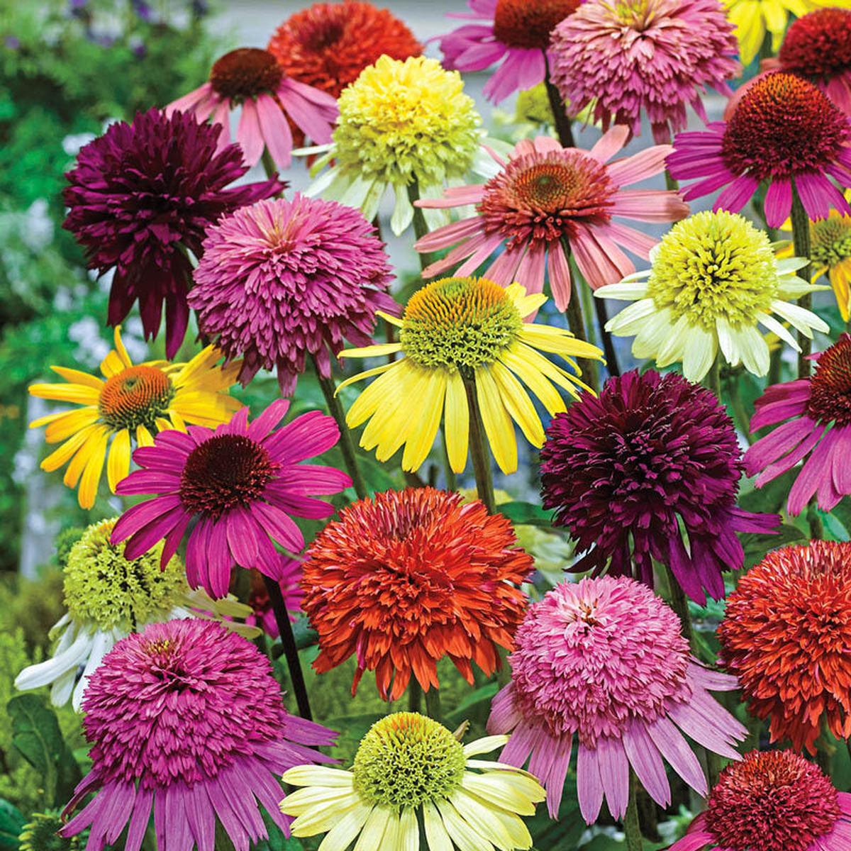 Mixed Perennial Flower Seeds for Planting  Hardy Heirloom, Non-GMO, High Germination Organic Garden Seeds