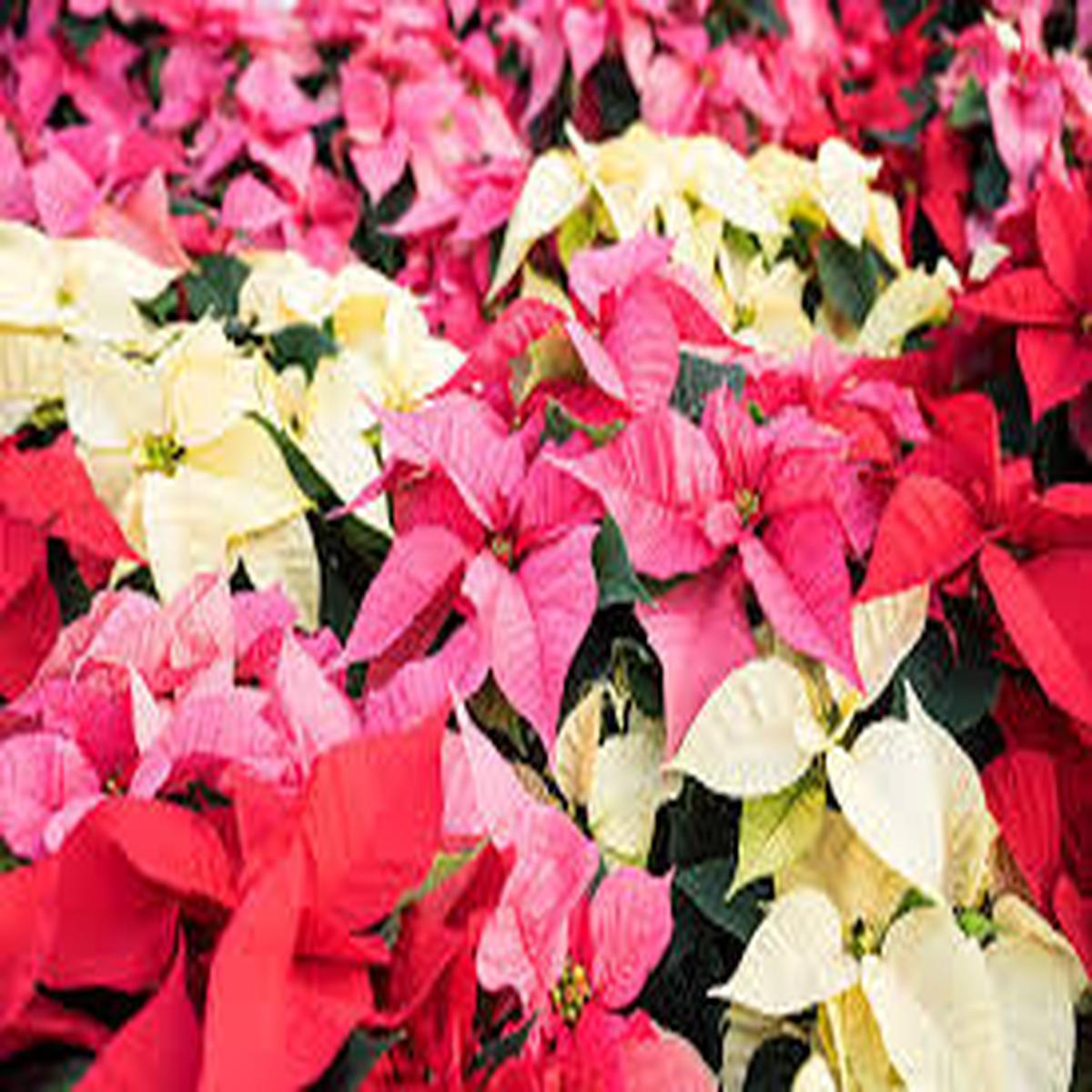 Mixed Poinsettia Flower Seeds for Planting – Bright Blooms, Heirloom, Non-GMO & High Germination Garden Seeds, 100pcs