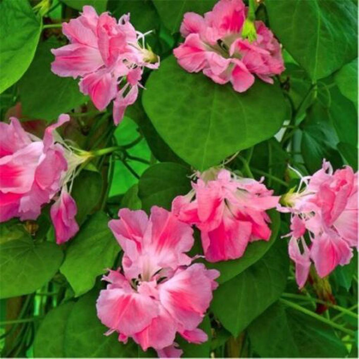 Morning Glory Split Second Imported  Heirloom, Non-GMO, High Germination Organic Garden Seeds