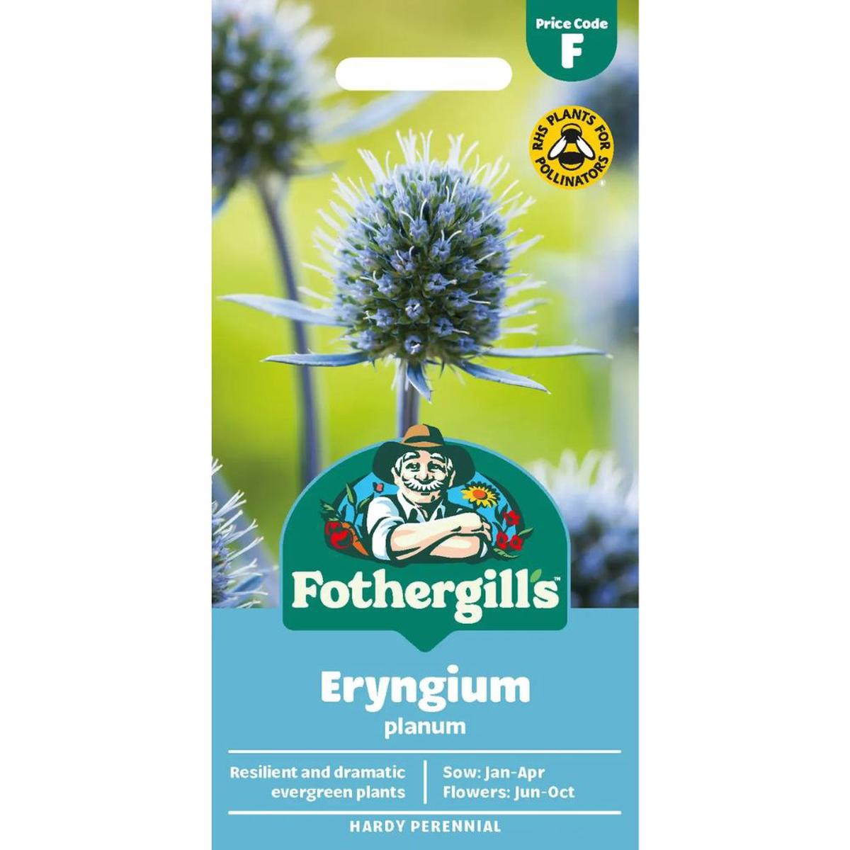 Mr Fothergill’s Eryngium Planum Flower Seeds