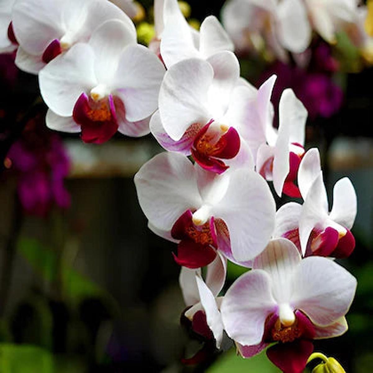Multi-Colored Butterfly Orchid Flower Seeds for Planting – 100 pcs