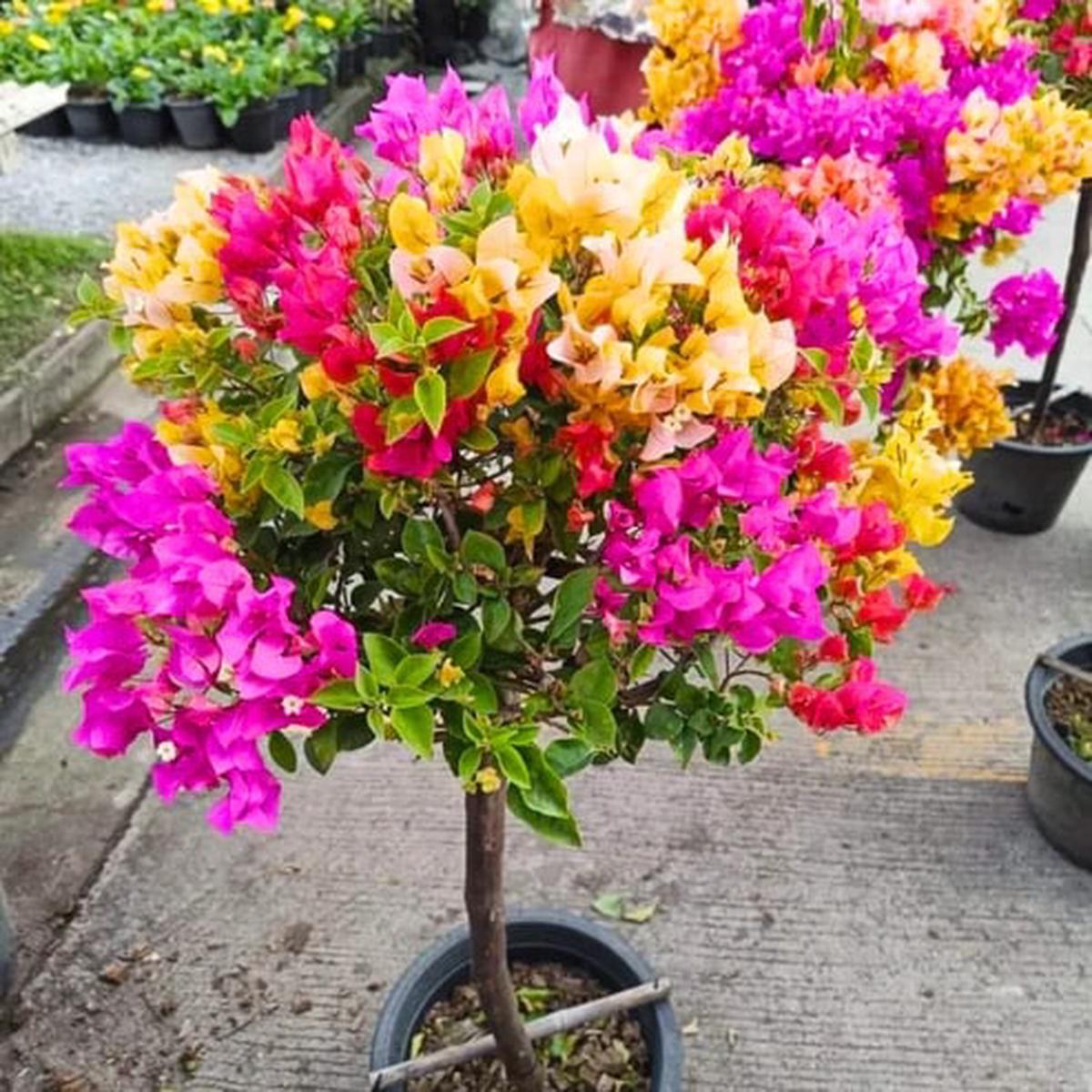 Multi-Colour Bougainvillea Flower Seeds for Planting Heirloom, Non-GMO, High Germination Seeds