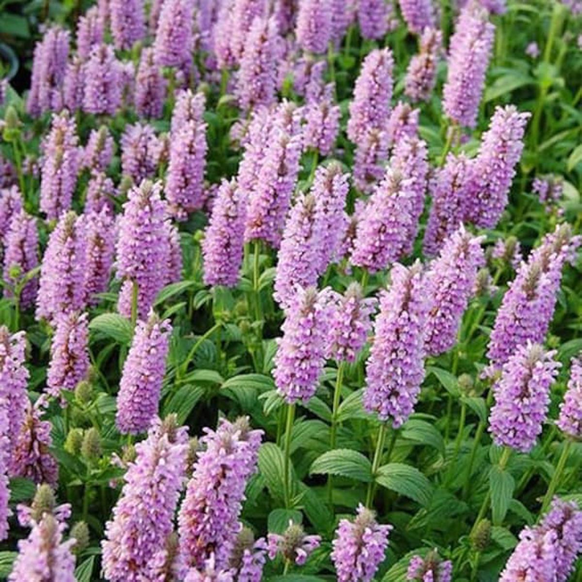 Nepeta Parnassica Flower Seeds for Planting Heirloom, Non-GMO, High Germination Organic Garden Seeds