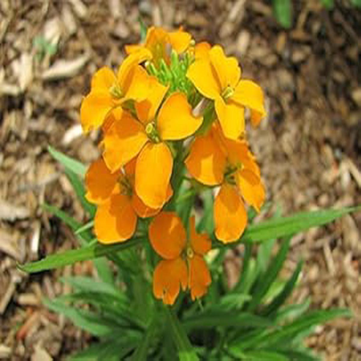 Orange Siberian Flower Seeds for Planting – 100 pcs