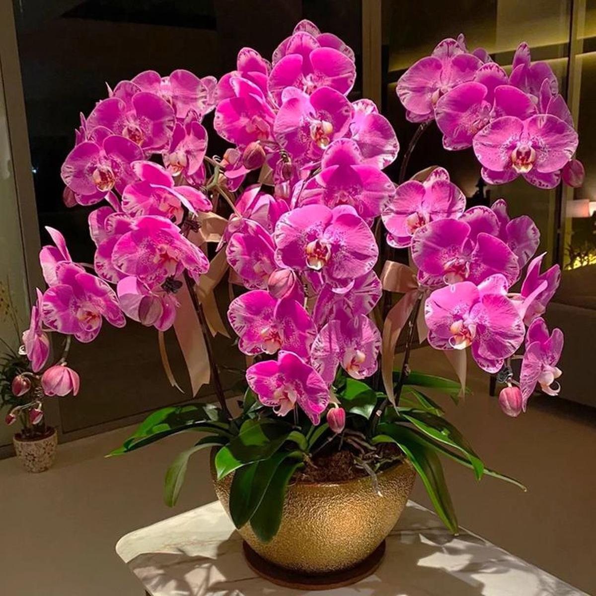 Orchid Phalaenopsis Aphrodite Orange Bonsai Flower Seeds for Planting