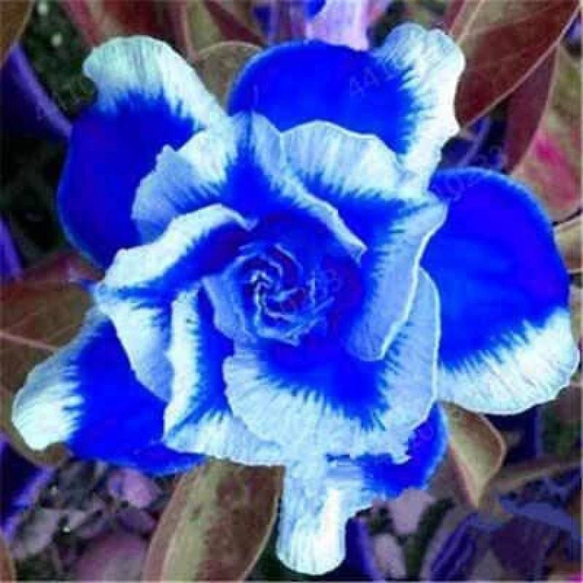 Organic Heirloom Blue White Adenium Seeds Non-GMO Desert Rose Seeds for Planting