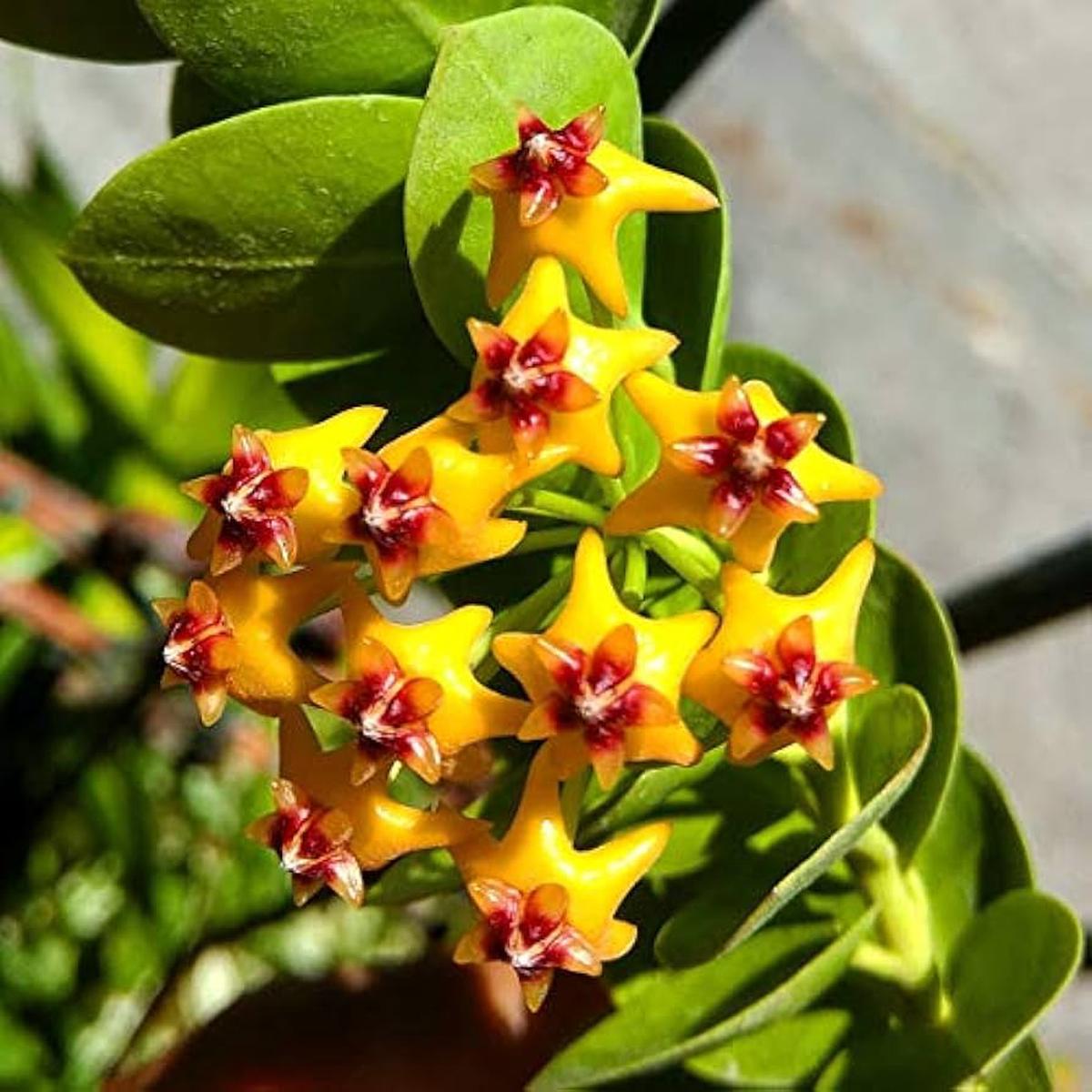Organic Heirloom Yellow Pink Hoya Flower Seeds for Planting  Non-GMO High Germination Rare Garden Seeds