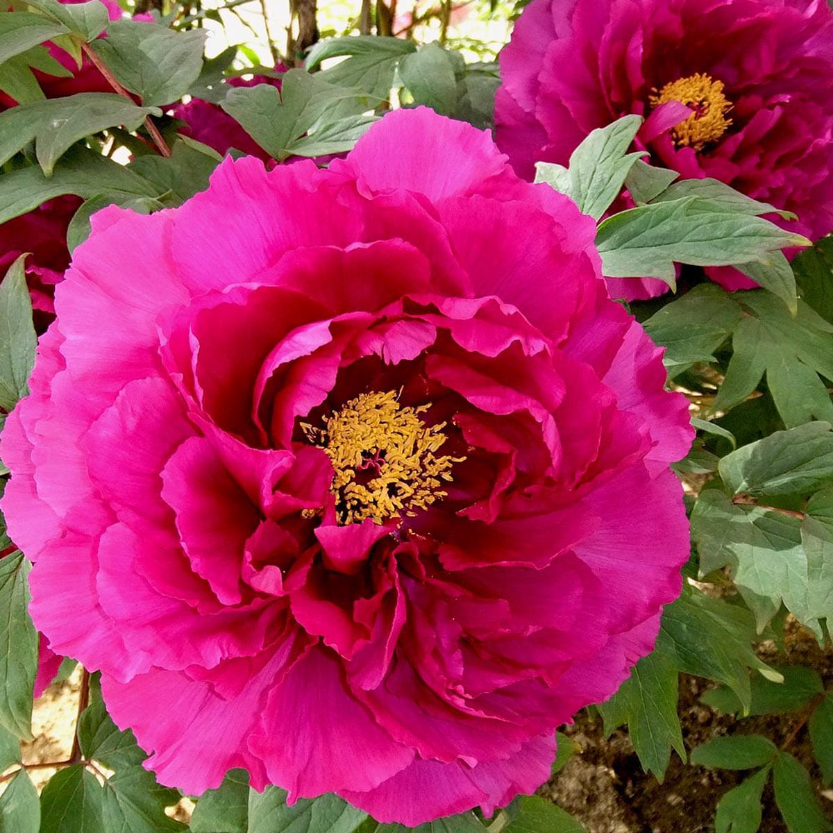 Paeonia Flower Seeds for Planting  Heirloom, Non-GMO, High Germination, Organic Garden Seeds
