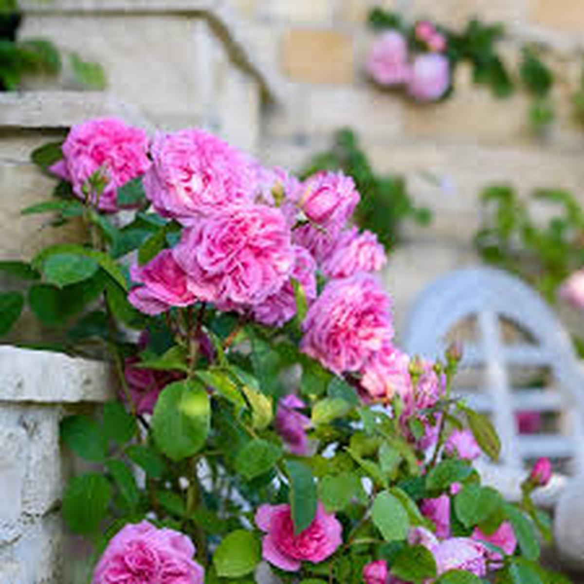 Pale Pink Climbing Rose Flower Seeds for Planting  Bright Blooms, Heirloom & Non-GMO Seeds for Home Garden, 100pcs