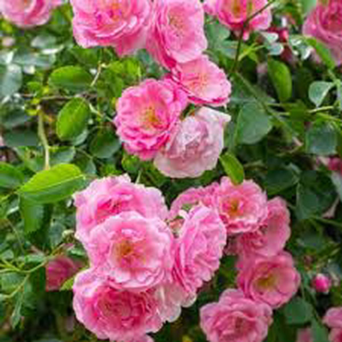 Pale Pink Climbing Rose Flower Seeds for Planting  Heirloom, Non-GMO, High Germination Organic Garden Seeds